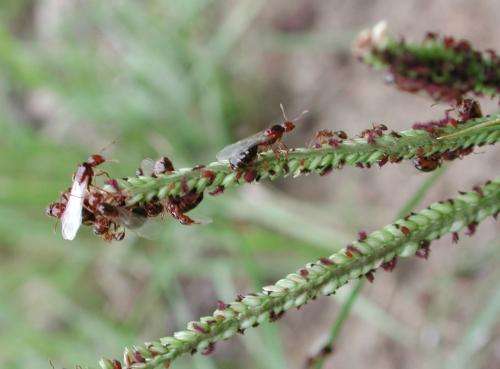 10 things to know about invasive fire ants on the march