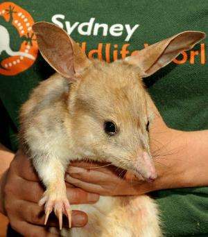 A photo taken on September 11, 2009 shows a nocturnal male bilby at Sydney Wildlife World