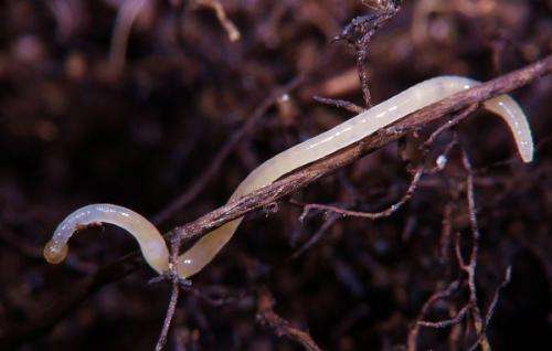 Environmental pollutants make worms susceptible to cold