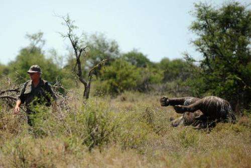 File picture shows an environmental crime investigator walking past the carcass of a rhinoceros killed by poachers at Houtboschr