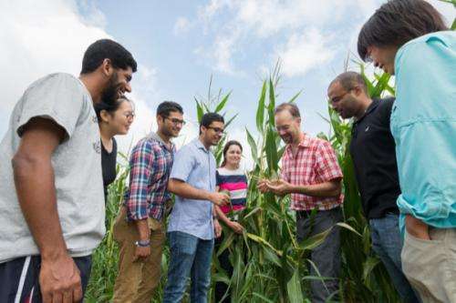 Researchers look at small RNA pathways in maize tassels