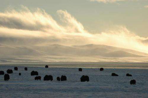 Researchers reveal the dynamics behind Arctic ecosystems