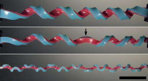 Scientists discover a new shape using rubber bands