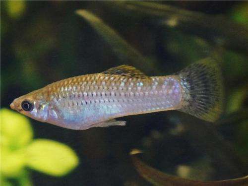 Scientists reveals how fish were able to colonise poisonous springs