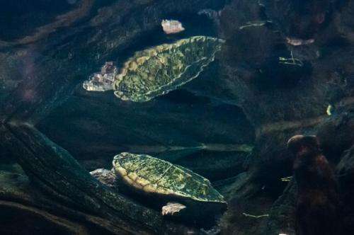 Scientists solve reptile mysteries with landmark study on the evolution of turtles
