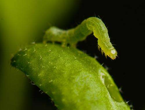 Scientists trace nanoparticles from plants to caterpillars