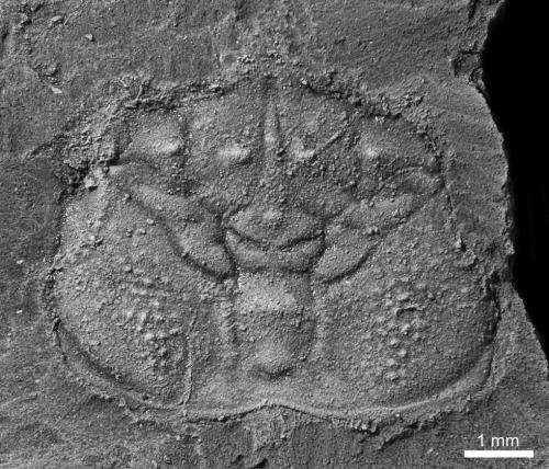 110-million-year-old crustacean holds essential piece to evolutionary puzzle