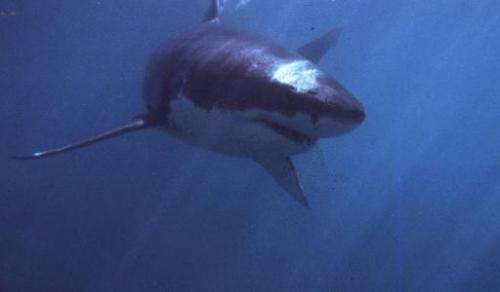 File photo shows a great white shark