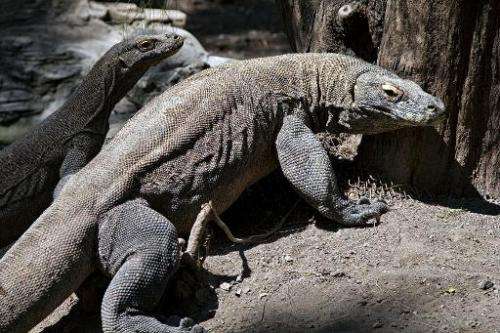 File photo taken on June 2, 2014 shows two Komodo dragons pictured in an enclosure at the Surabaya Zoo