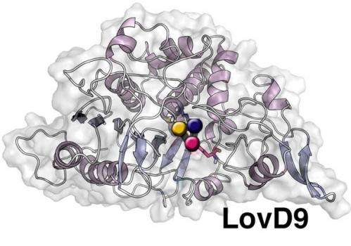 Scientists reveal structural secrets of enzyme used to make popular anti-cholesterol drug