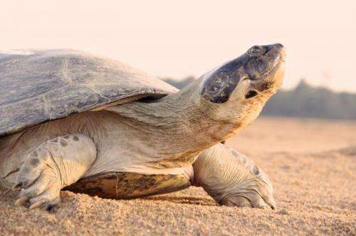 Scientists study 'talking' turtles in Brazilian Amazon