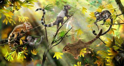 Researchers discover 3 extinct squirrel-like species