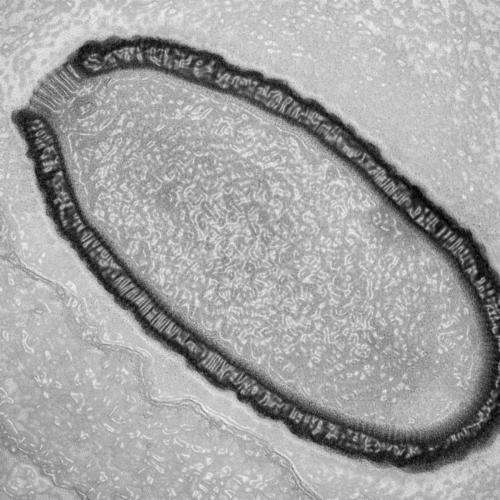30,000-year-old virus from permafrost is reborn
