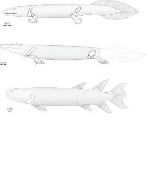 Discovery of new Tiktaalik roseae fossils reveals key link in evolution of hind limbs
