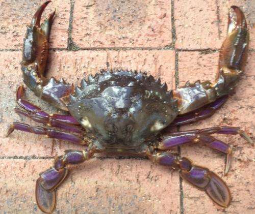 Citizen scientists home in on crab menace