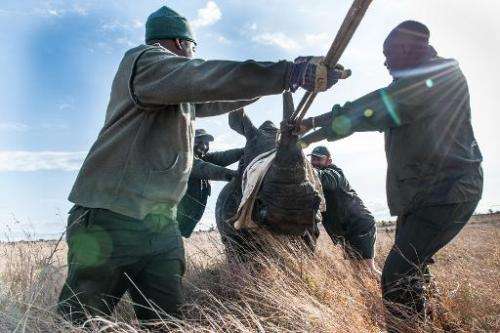 Members of the Kruger National Park Veterinary Wildlife Services in South Africa relocate a sedated white rhino from a high-risk