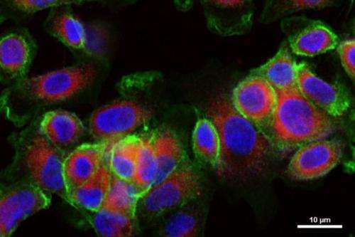 Nanoparticles that stagger delivery of two drugs knock out aggressive tumors in mice