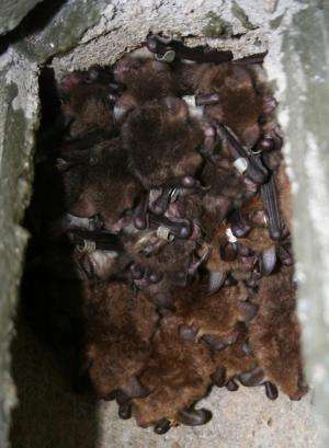 New research show that bats will hang out with their friends this Halloween