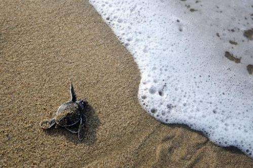 File photo taken on January 21, 2011 shows a baby green turtle crawling to the sea after being hatched at a turtle sanctuary in 