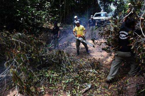 Members of the Chico Mendes Environmental Institute remove trees cut down by illegal wood cutters across the trails of the Trair