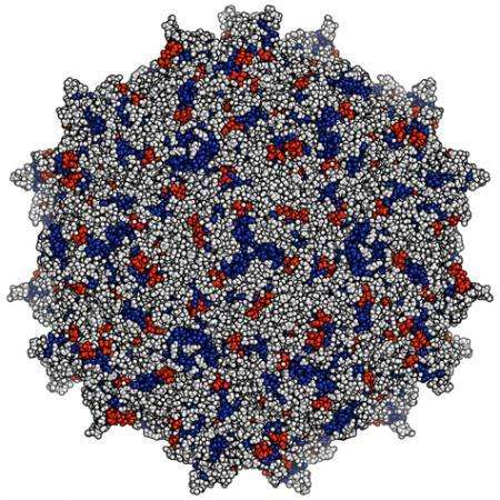 Researchers develop promising method for delivering HIV-fighting antibodies