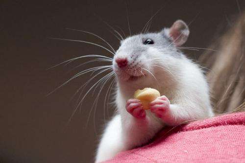 Study reveals rats show regret, a cognitive behavior once thought to be uniquely human