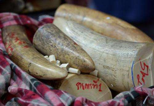 This picture taken on August 30, 2013 shows confiscated elephant tusks displayed during a press conference at the customs office