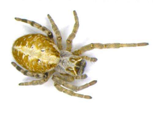 Spider personality study shows evidence of 'social niche specialization'