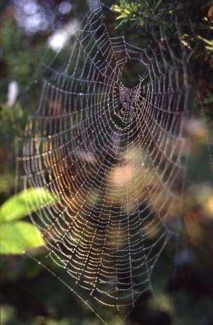 Spiders know the meaning of web music