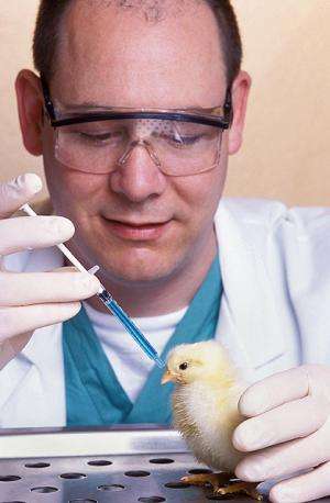 Researchers improve Newcastle disease classification system