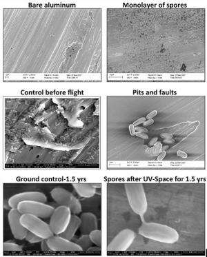 Space Station research shows that hardy little space travelers could colonize Mars