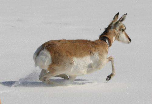 Study identifies gauntlet of obstacles facing migrating pronghorn in greater Yellowstone