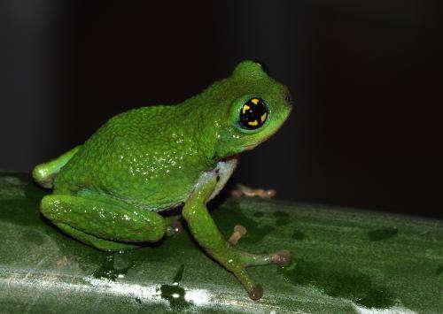 Researchers discover for the first time that a rare bush frog breeds in bamboo