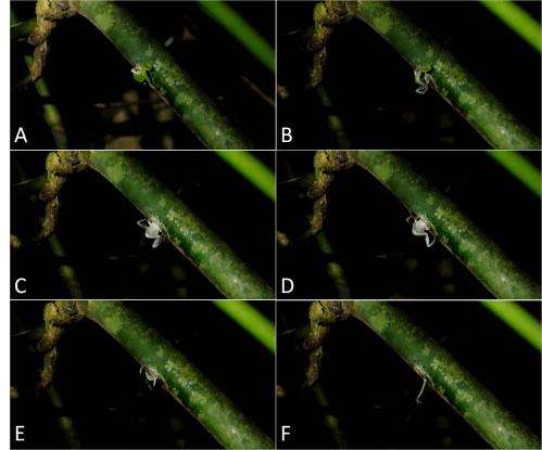 Researchers discover for the first time that a rare bush frog breeds in bamboo