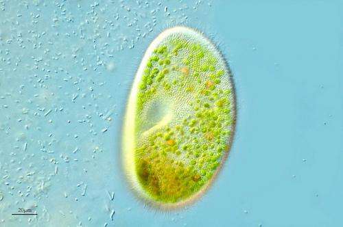 Researchers encounter rare chlorella infection