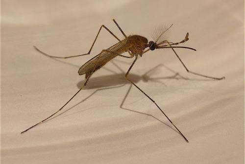 Scientists find new way to fight Malaria drug resistance