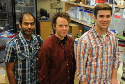 Researchers show fruit flies have latent bioluminescence