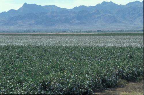 Scientists discover genetic basis of pest resistance to biotech cotton