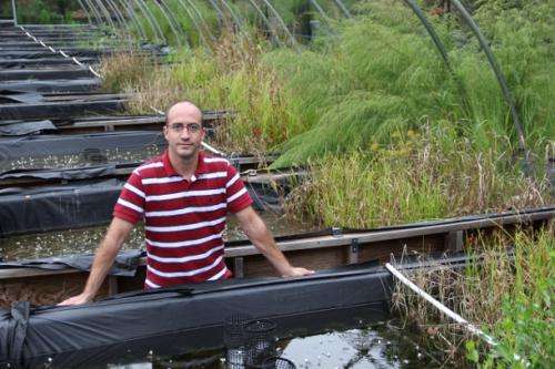Nanoparticles Accumulate Quickly in Wetland Sediment