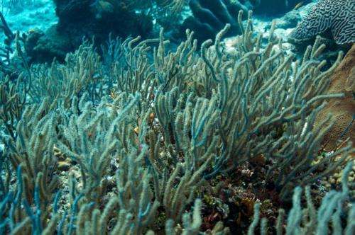 New research suggests Caribbean gorgonian corals are resistant to ocean acidification