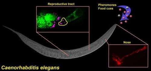 Researchers use roundworms to unlock new information on fertility
