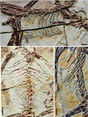 Scientists reveal the complex early evolution of the bird’s ‘breastbone’