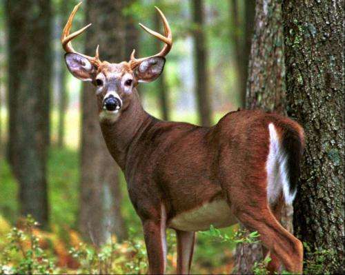 Researchers identify terrain likely to attract wasting disease-infected deer