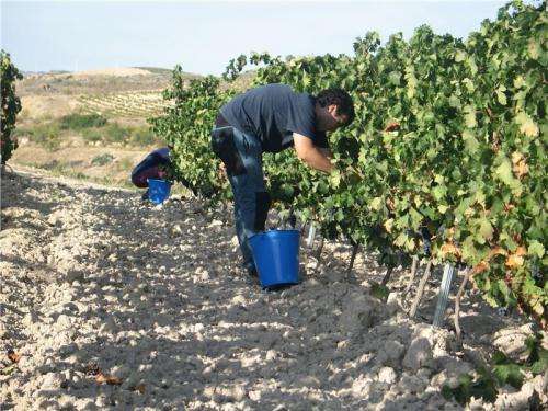 Researchers study the effects of climate change on Tempranillo grape wines