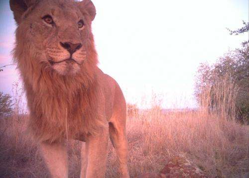 Scientists at work: catching hyaenas on camera for conservation