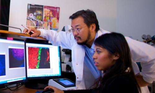 Study reveals protective role for specialized cells in intestinal and respiratory systems