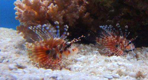 Lionfish found to use flared fin display to instigate cooperative hunting