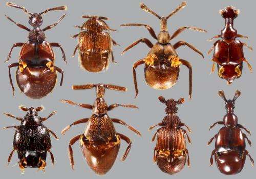 52-million-year-old amber preserves 'ant-loving' beetle