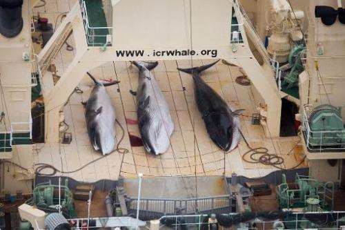 A handout photo taken on January 5, 2014 by Sea Shepherd Australia Ltd shows three minke whales dead on the deck of the Japanese