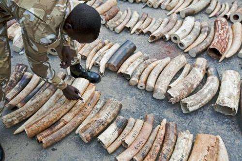 A Kenya Wildlife Service (KWS) Ranger inspects and numbers a confiscated ivory haul at Mombasa Port on October 8, 2013
